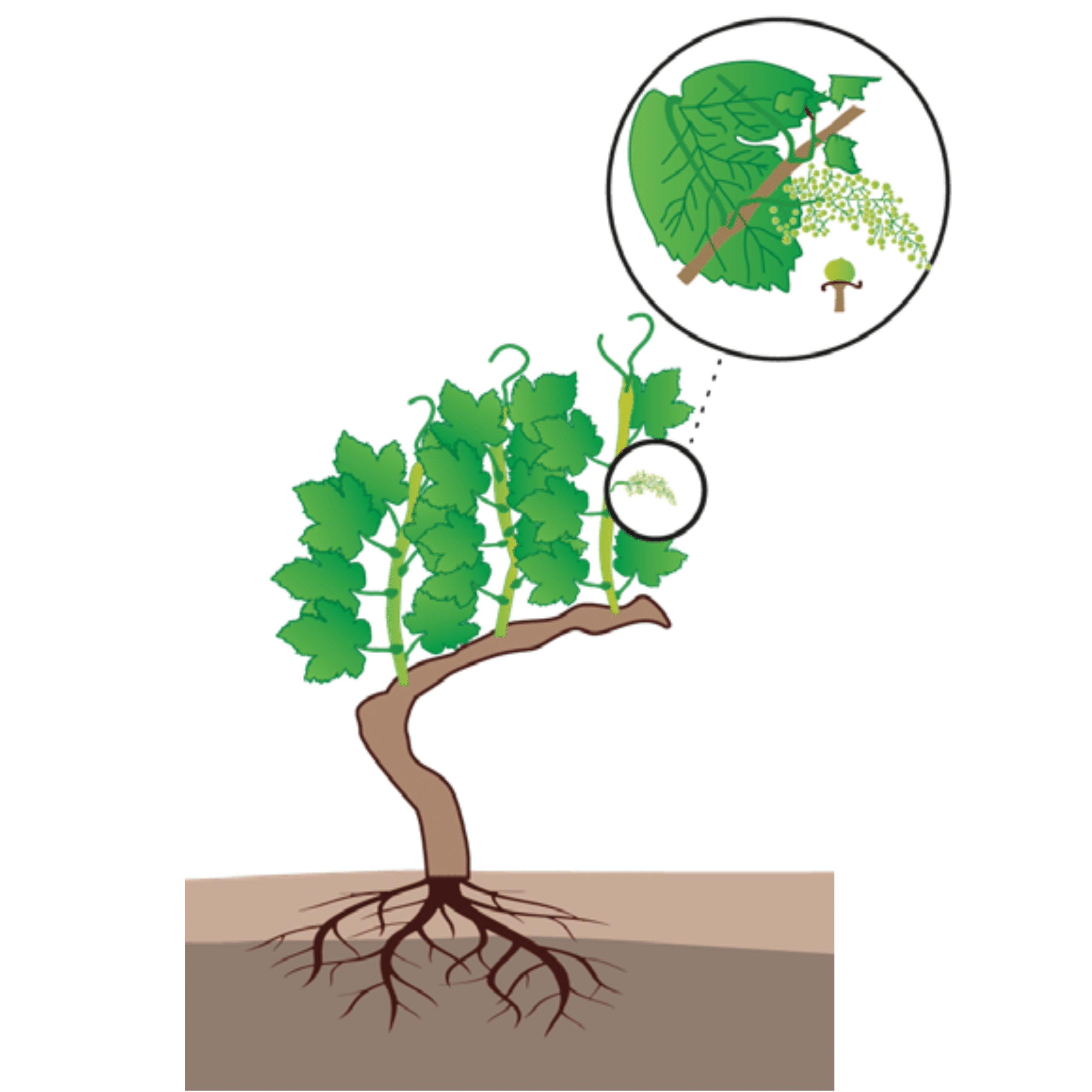 Vignoble william houde timac agro