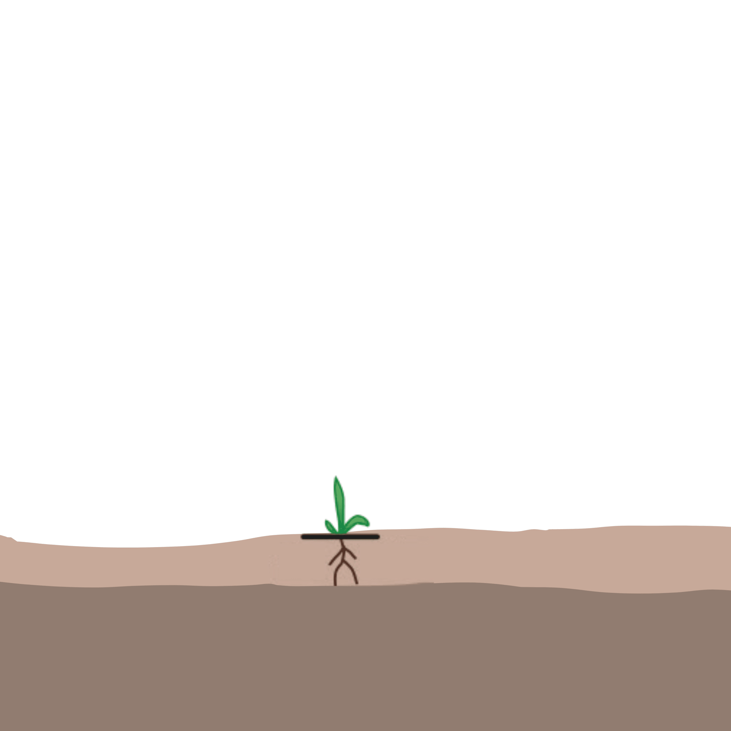 maïs william houde timac agro