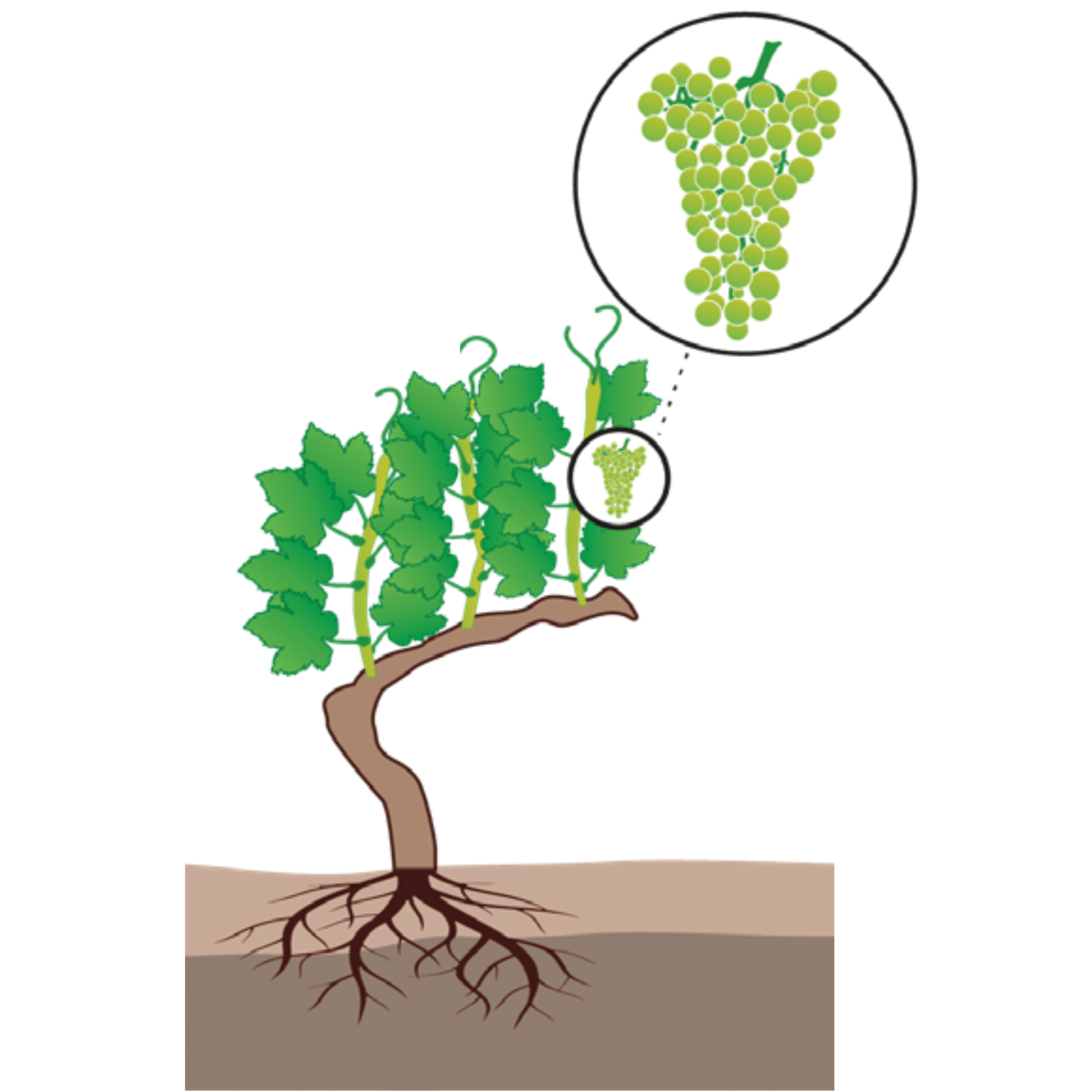 Vignoble william houde timac agro