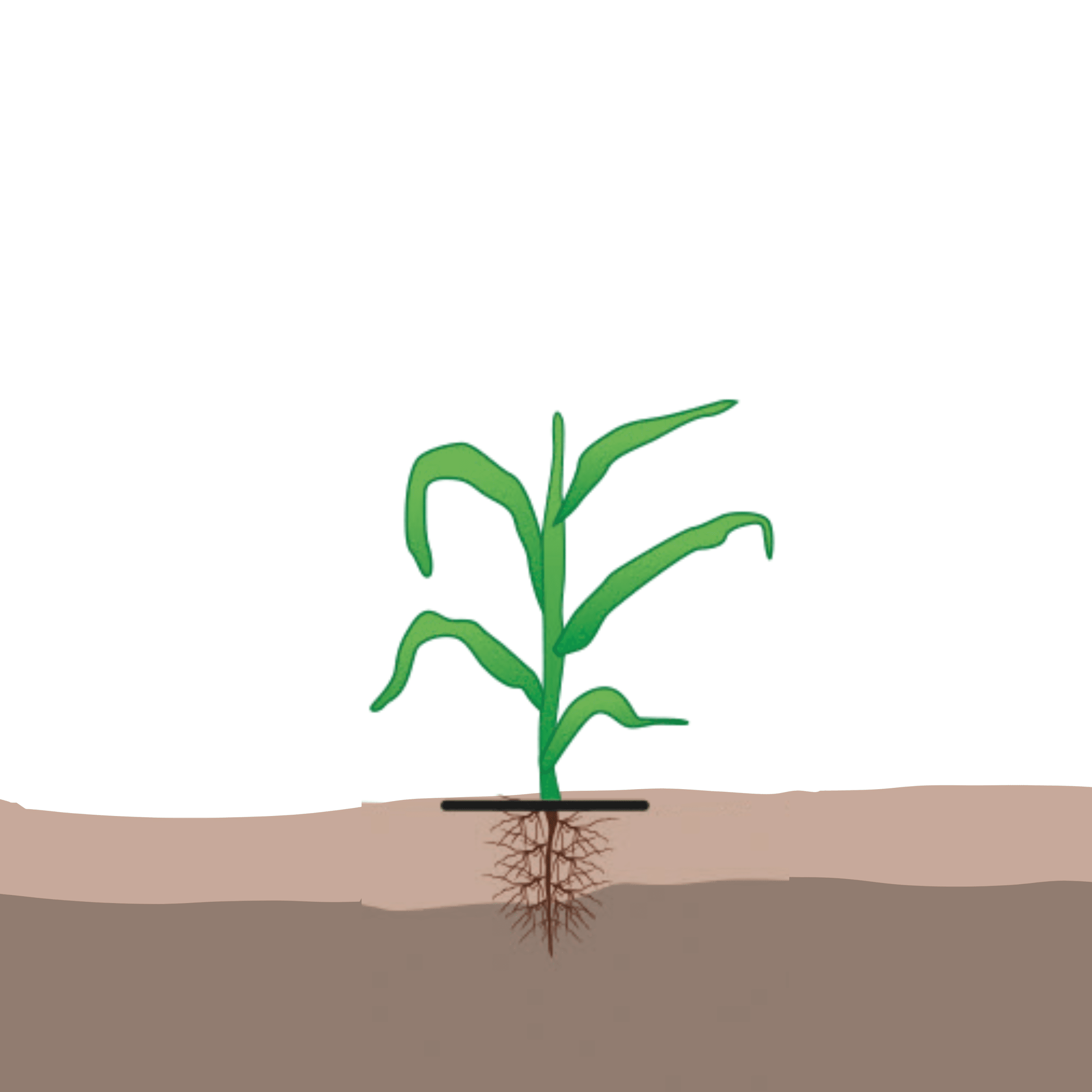 maïs william houde timac agro