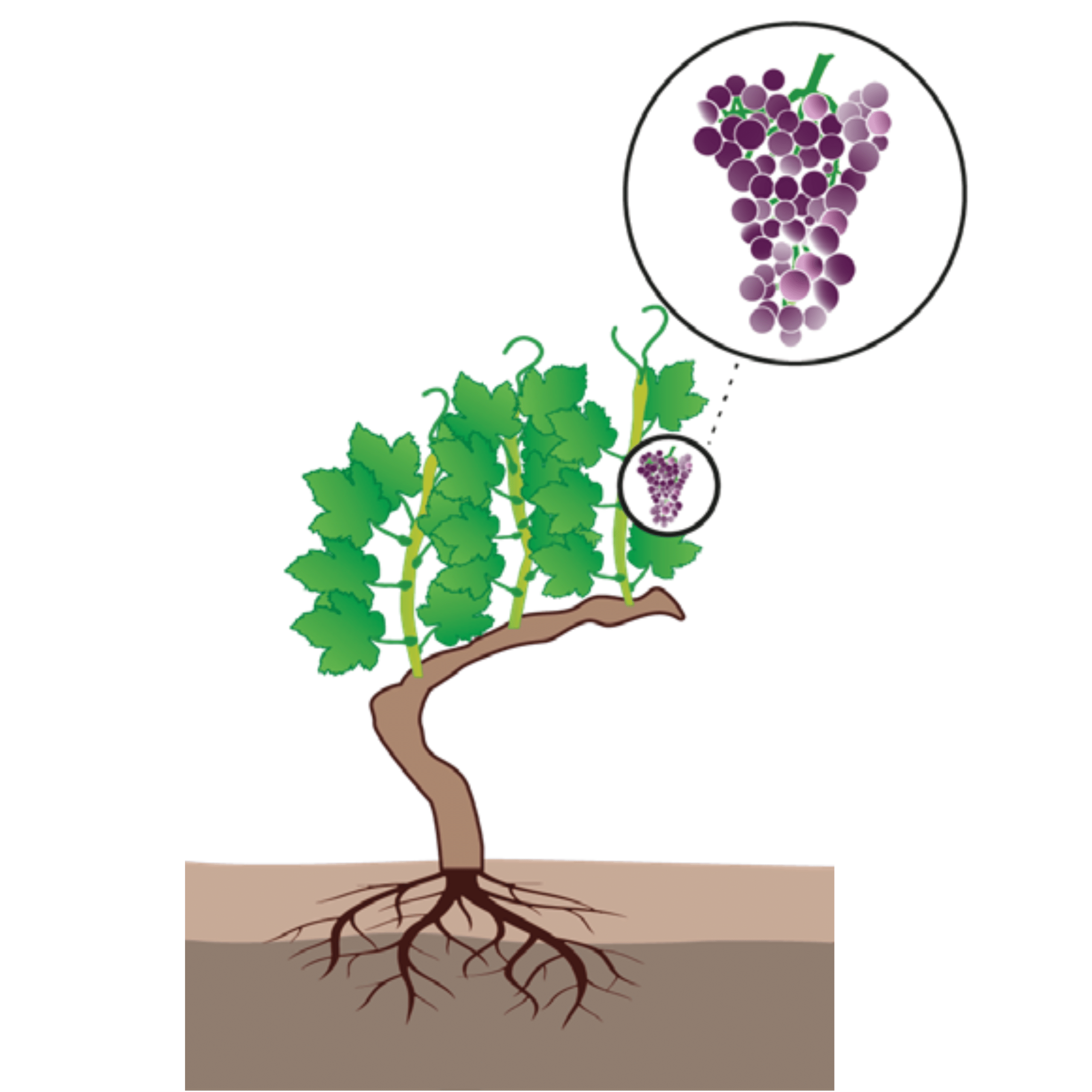 Vignoble william houde timac agro