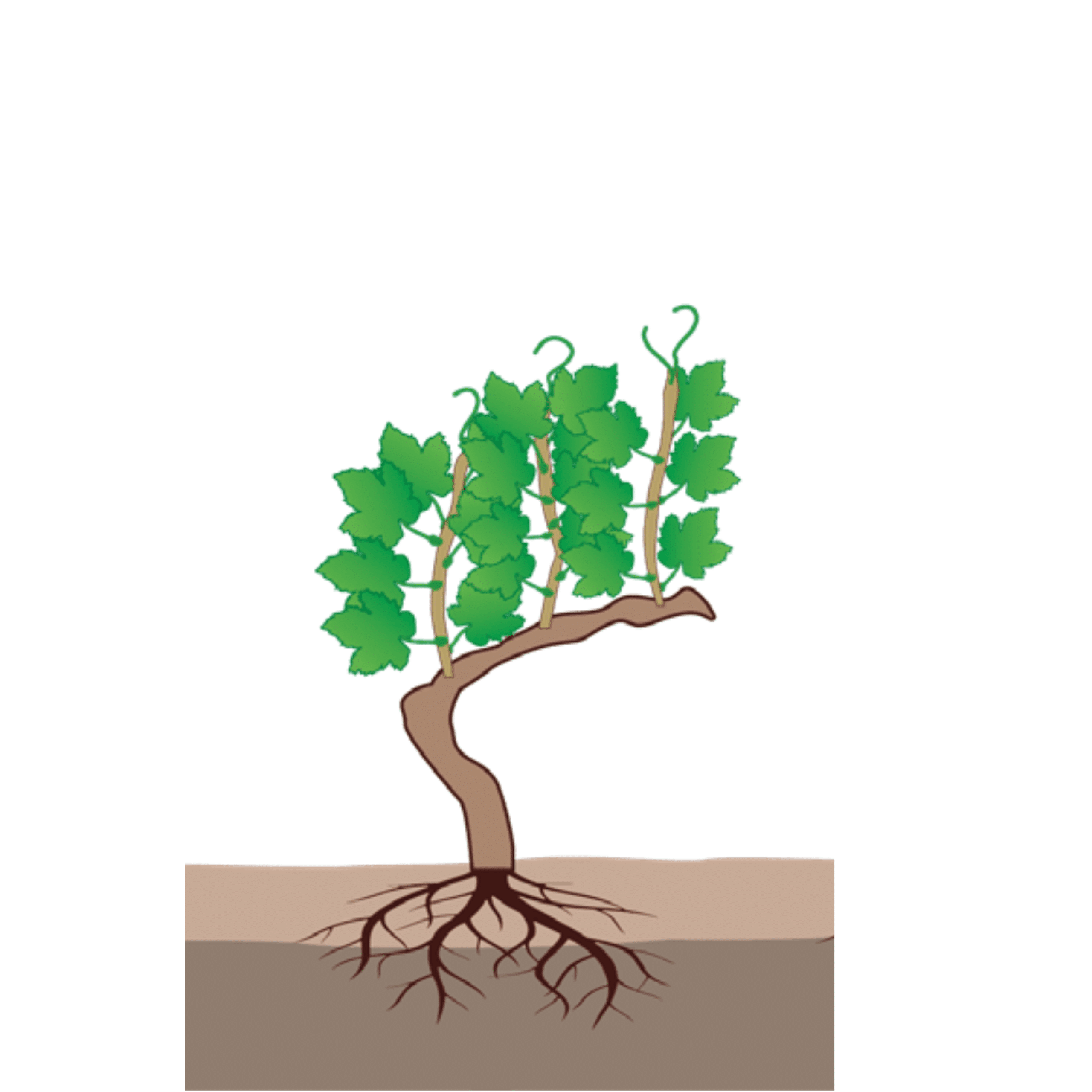 Vignoble william houde timac agro