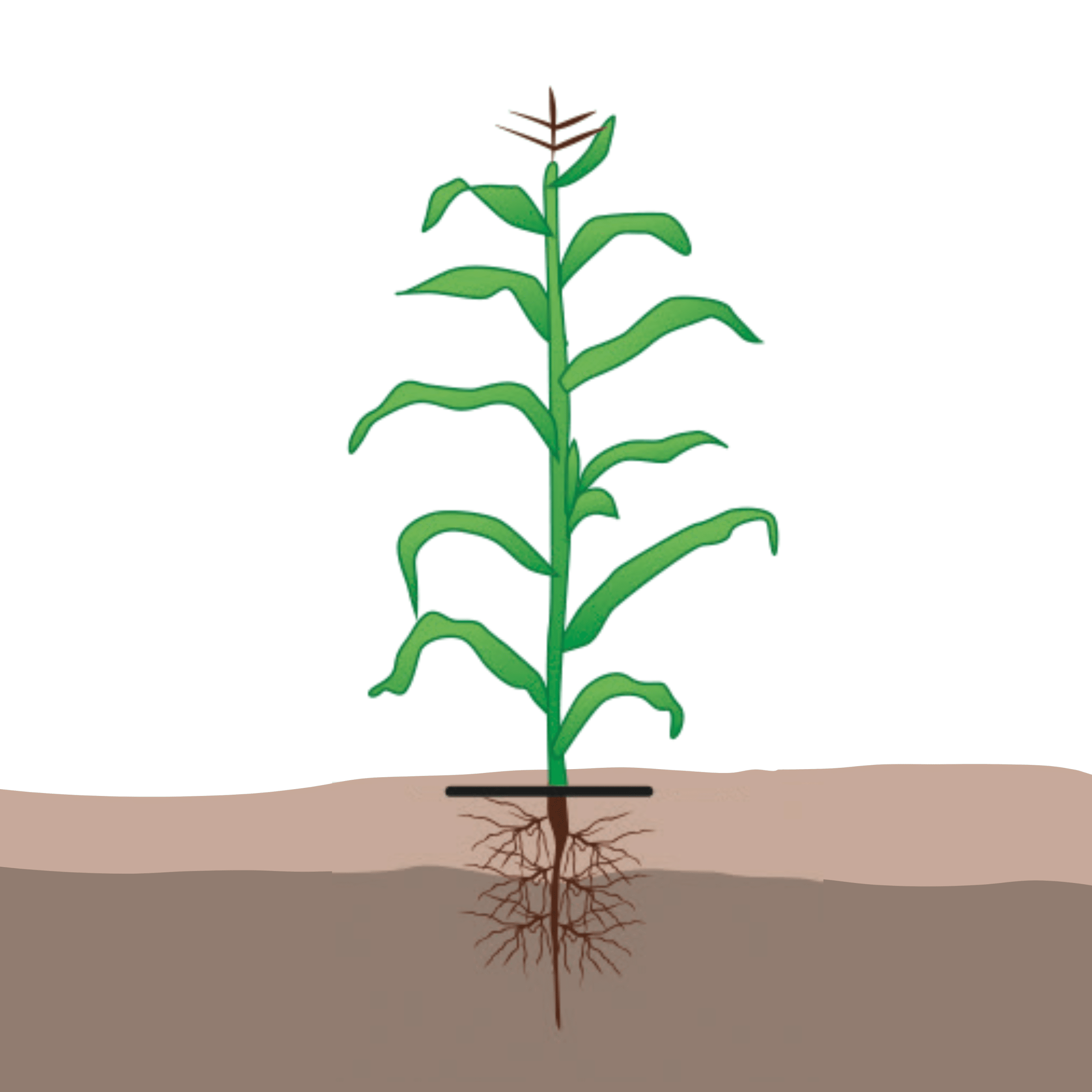 maïs william houde timac agro