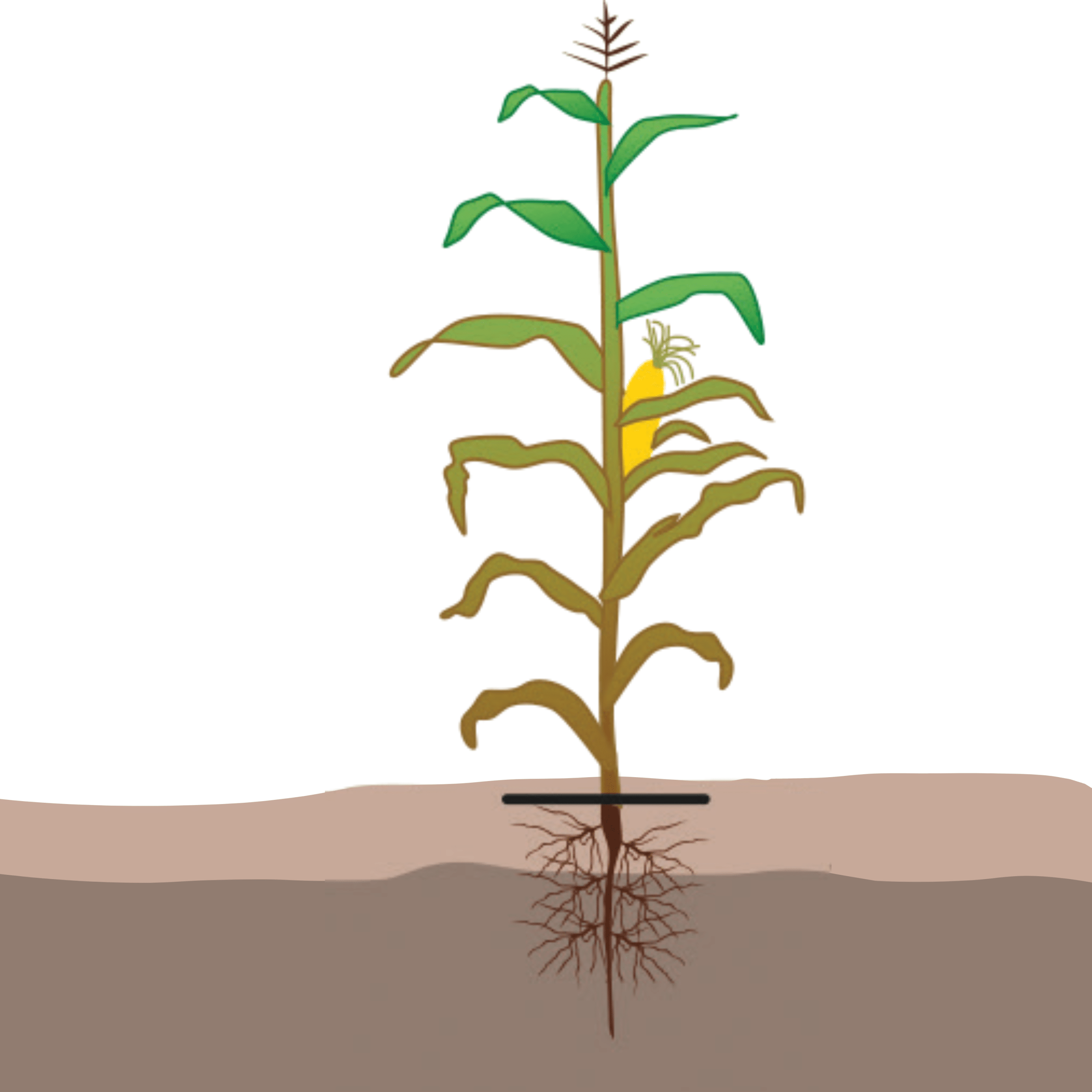 maïs william houde timac agro