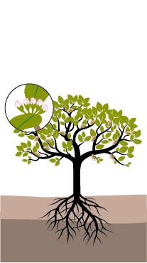 pomme william houde timac agro