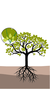 pomme william houde timac agro