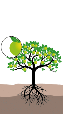 pomme william houde timac agro