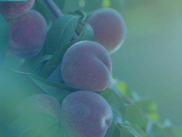 Drupe (la pêche, la cerise, la prune, l’abricot)