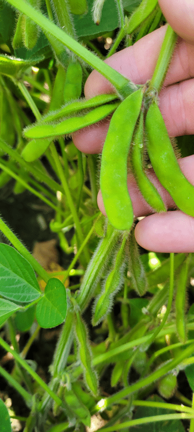 soya_Timac_agro