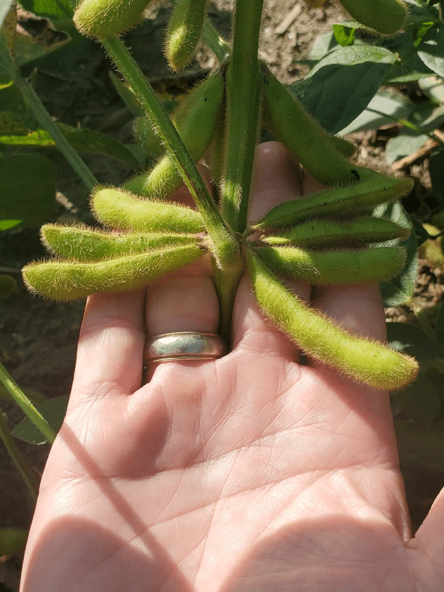 soya_Timac_agro
