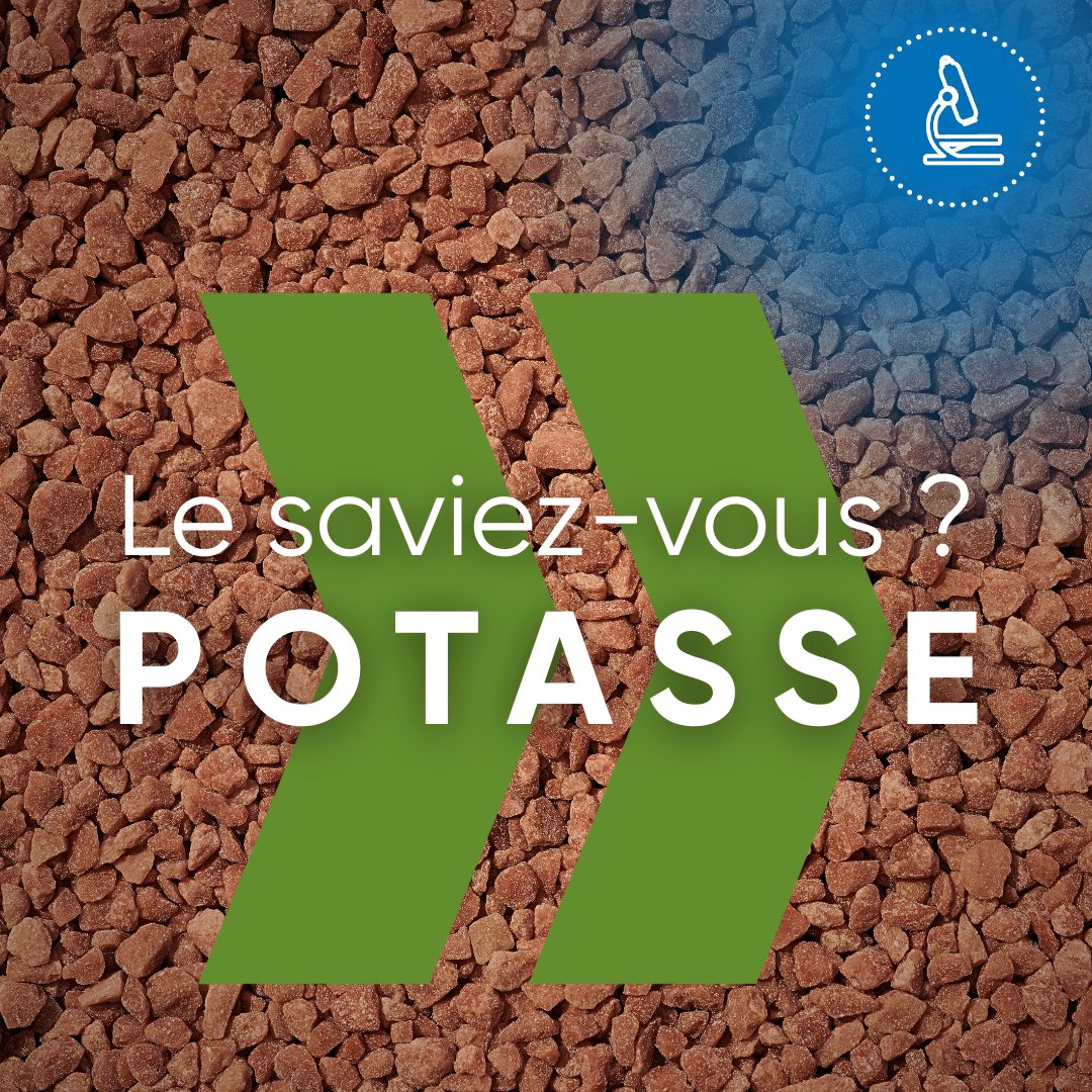 La potasse : un élément clé pour des cultures fortes et résilientes