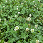 Fertiliser les prairies