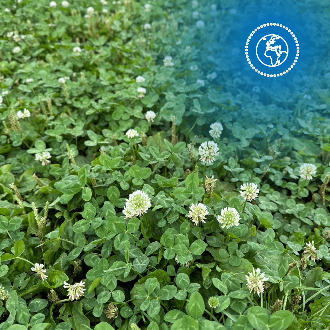 Fertiliser les prairies