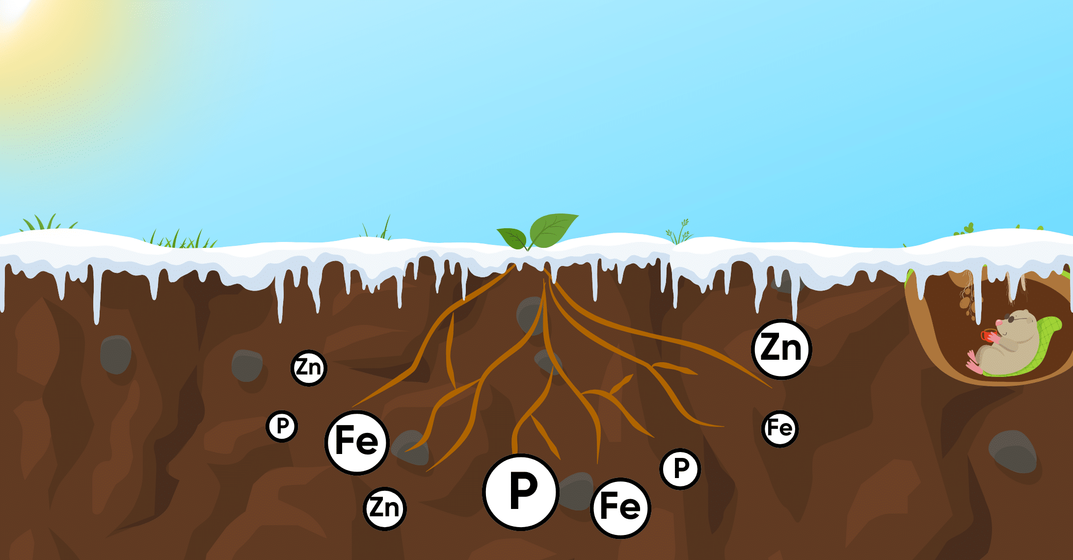 Disponibilité des nutriments en fin d’hiver et rôle des interactions sol–racines