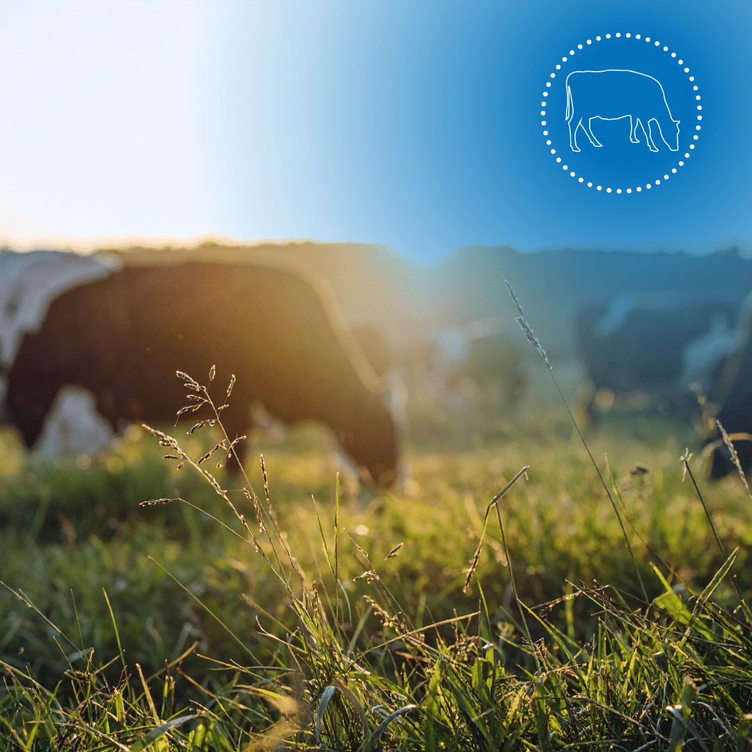 Préparer les ruminants à la transition vers le pâturage printanier