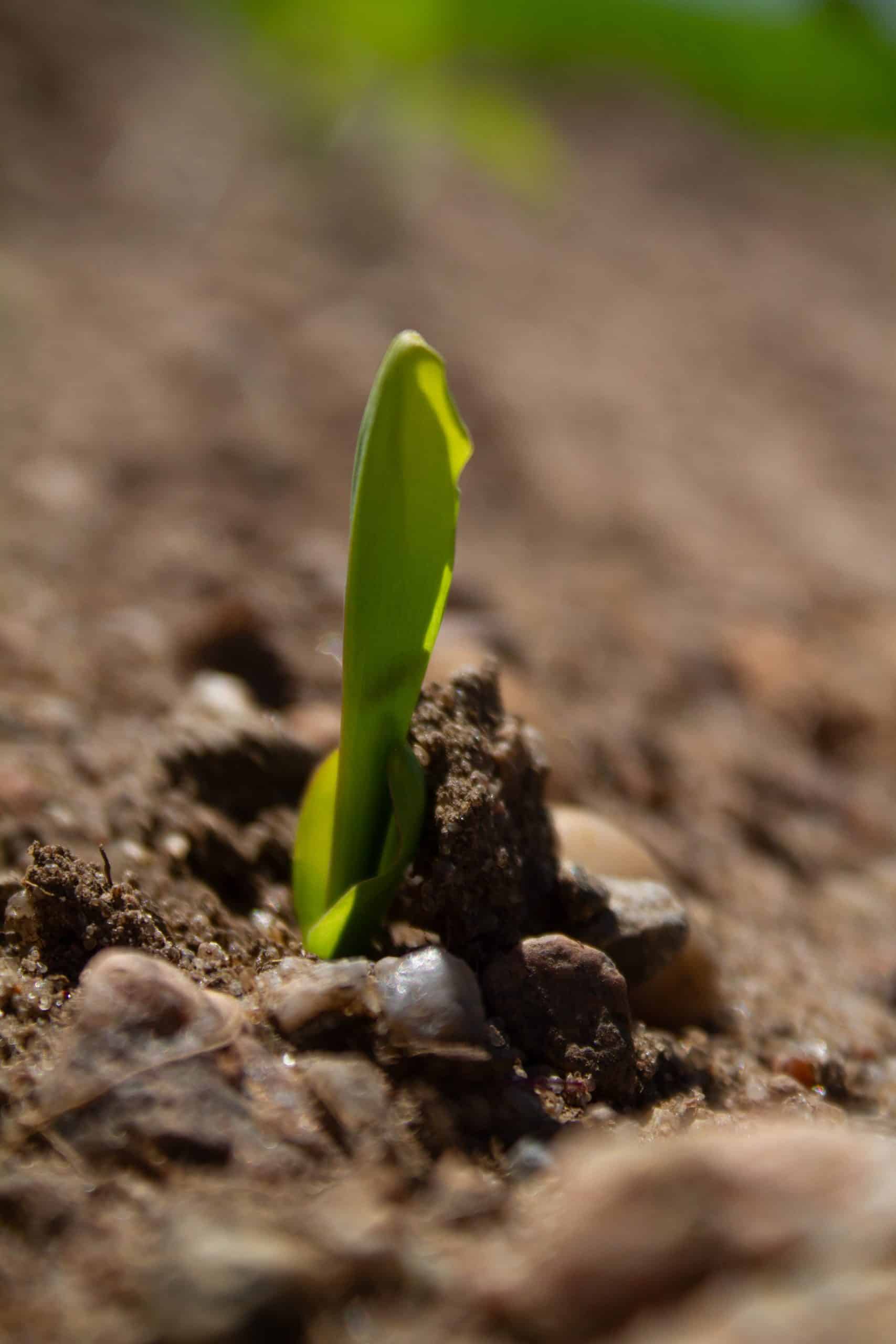 Structure du sol et continuité biologique, des leviers déterminants