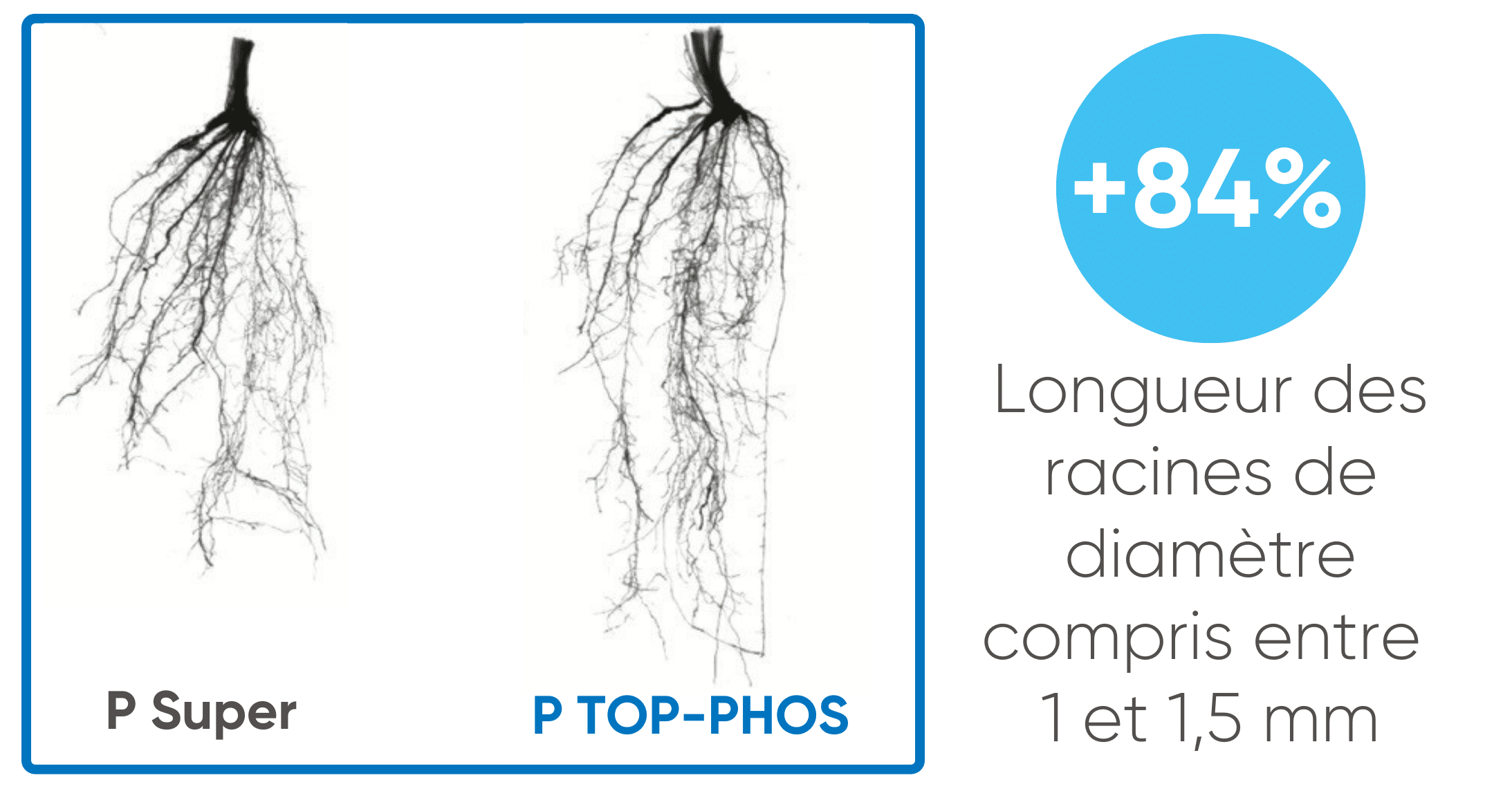 racine top-phos