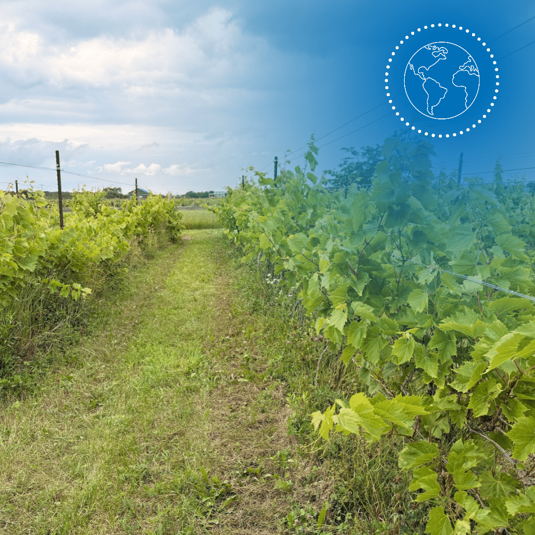 comment aider la vigne à récupérer et préparer le prochain millésime ?